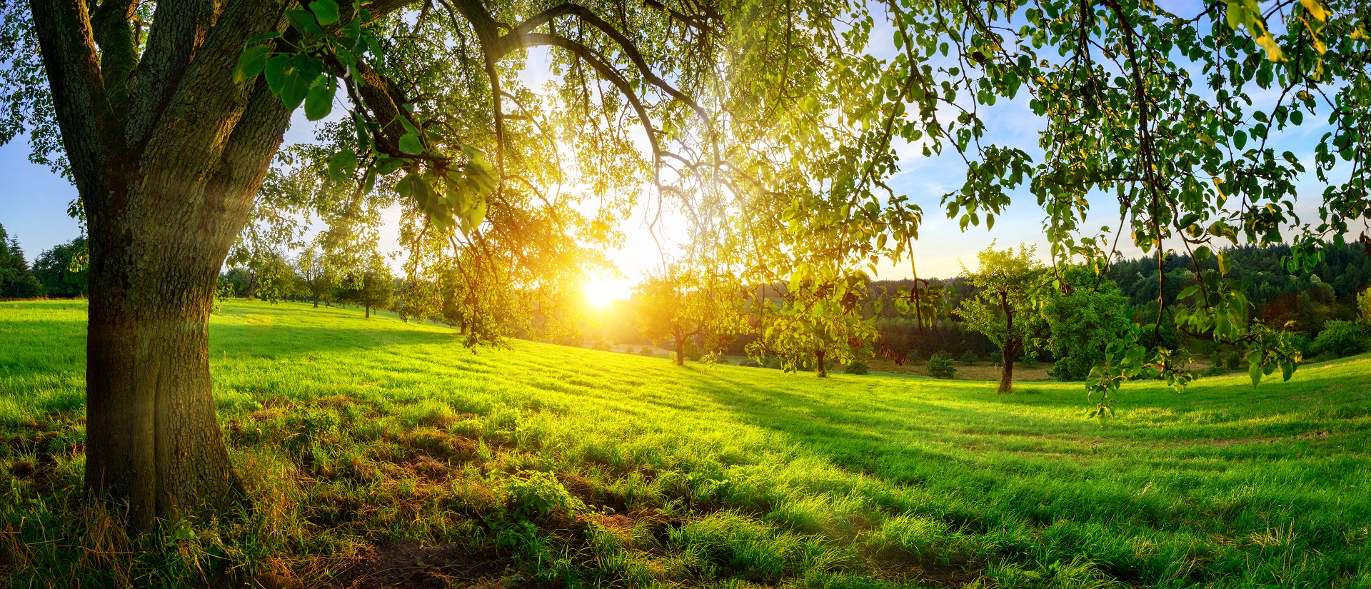 Sunset on a green meadow under a tree View of Mount diablo from a far distance.